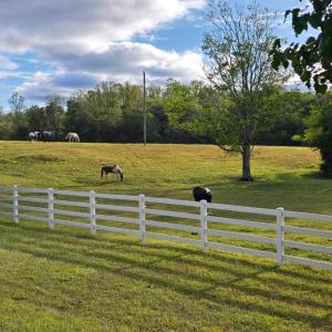 Photo #9 of 1350 Country Estates Drive, Lowry, VA 24.0 acres