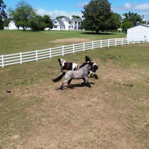 Photo #63 of 1350 Country Estates Drive, Lowry, VA 24.0 acres