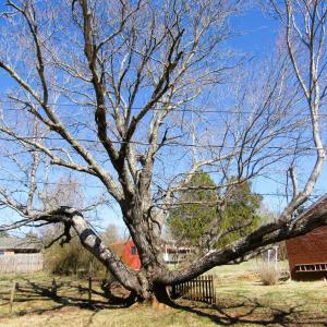 Photo #29 of 144 Maple Lane, Amherst, VA 0.4 acres