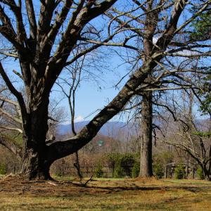 Photo #38 of 328 Huff Creek Trail, Amherst, VA 1.2 acres