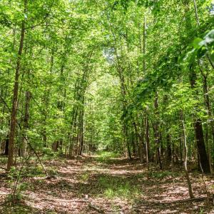 Photo #72 of 1783 Prince Edward Highway, Pamplin, VA 96.6 acres