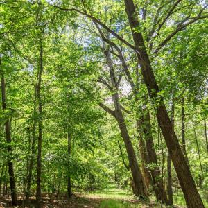 Photo #73 of 1783 Prince Edward Highway, Pamplin, VA 96.6 acres