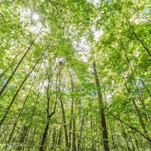 Photo #75 of 1783 Prince Edward Highway, Pamplin, VA 96.6 acres