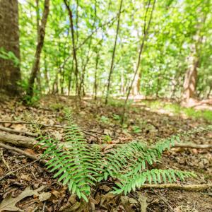 Photo #74 of 1783 Prince Edward Highway, Pamplin, VA 96.6 acres