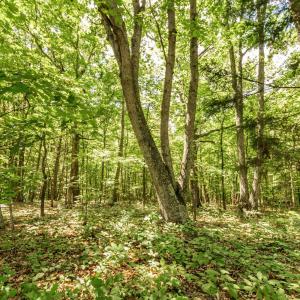 Photo #76 of 1783 Prince Edward Highway, Pamplin, VA 96.6 acres