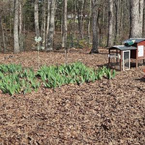 Photo #19 of 413 Plum Branch Road, Lynchburg, VA 2.5 acres