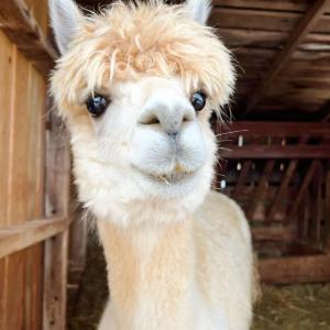 Photo #61 of 1086 Meadow Drive, Appomattox, VA 9.5 acres