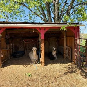 Photo #60 of 1086 Meadow Drive, Appomattox, VA 9.5 acres