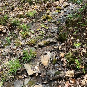 Photo #56 of 298 Braxton Ridge Rd, Amherst, VA 47.3 acres