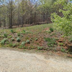 Photo #68 of 4183 TYE RIVER Road, Amherst, VA 14.3 acres