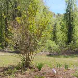 Photo #46 of 4183 TYE RIVER Road, Amherst, VA 14.3 acres