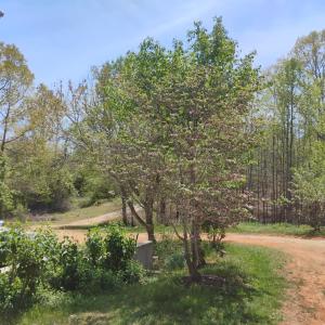 Photo #62 of 4183 TYE RIVER Road, Amherst, VA 14.3 acres