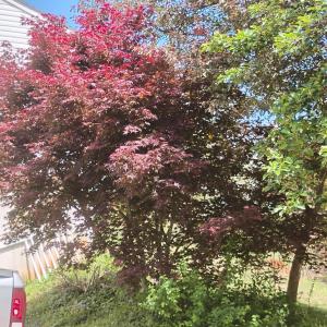 Photo #47 of 4183 TYE RIVER Road, Amherst, VA 14.3 acres