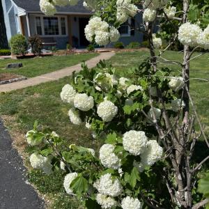 Photo #43 of 110 Lemon Drive, Lynchburg, VA 0.7 acres