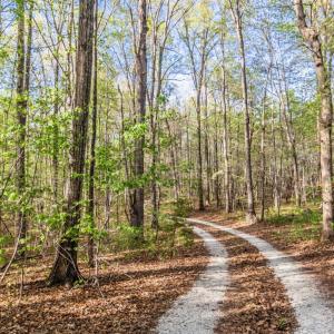 Photo #77 of 278 Salt Lick Lane, Appomattox, VA 50.6 acres
