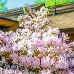 Photo #39 of 3882 Rocky Mountain Road, Forest, VA 9.5 acres