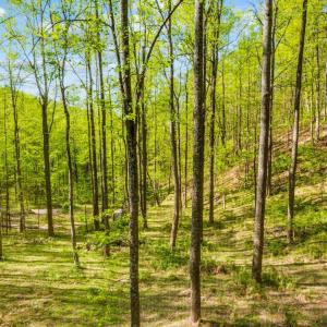 Photo #40 of 3882 Rocky Mountain Road, Forest, VA 9.5 acres