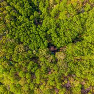 Photo #62 of 3882 Rocky Mountain Road, Forest, VA 9.5 acres