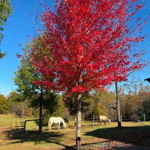 Photo #58 of 651 Scott Jacobs Memorial Drive, Gretna, VA 24.8 acres