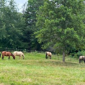 Photo #60 of 651 Scott Jacobs Memorial Drive, Gretna, VA 24.8 acres