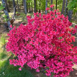 Photo #89 of 141 Cradon Hills, Amherst, VA 30.0 acres