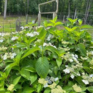 Photo #94 of 141 Cradon Hills, Amherst, VA 30.0 acres