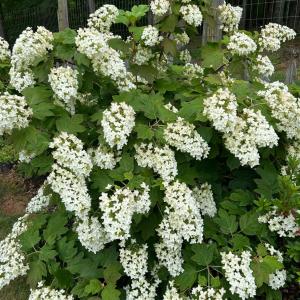 Photo #92 of 141 Cradon Hills, Amherst, VA 30.0 acres