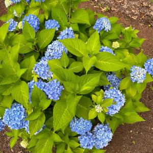 Photo #93 of 141 Cradon Hills, Amherst, VA 30.0 acres