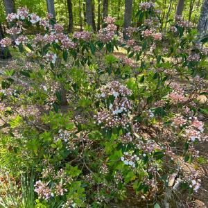 Photo #91 of 141 Cradon Hills, Amherst, VA 30.0 acres