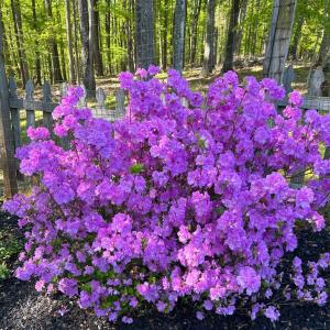 Photo #89 of 141 Cradon Hills, Amherst, VA 30.0 acres