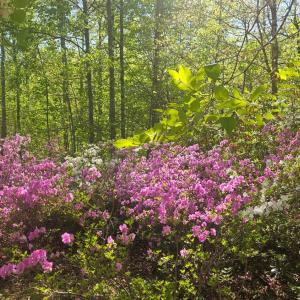 Photo #29 of 1308 Simpkins Lake Road, Bedford, VA 2.3 acres