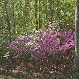 Photo #30 of 1308 Simpkins Lake Road, Bedford, VA 2.3 acres