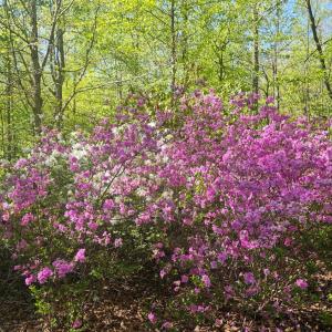 Photo #31 of 1308 Simpkins Lake Road, Bedford, VA 2.3 acres