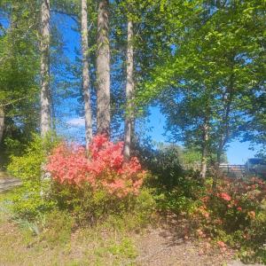 Photo #32 of 1308 Simpkins Lake Road, Bedford, VA 2.3 acres