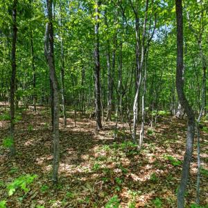 Photo #59 of 1301 Hummingbird Lane, Spout Spring, VA 1.3 acres