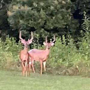 Photo #13 of 1291 Riverville Road, Gladstone, VA 6.3 acres