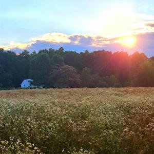 Photo #49 of 644 Campbell Crossing Road, Meherrin, VA 30.2 acres