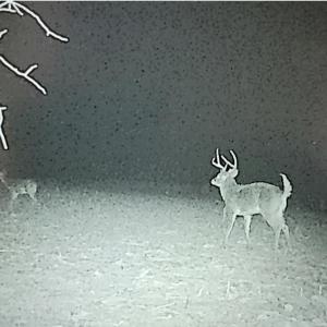 Photo #47 of 644 Campbell Crossing Road, Meherrin, VA 30.2 acres