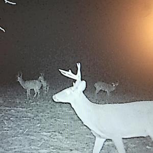 Photo #46 of 644 Campbell Crossing Road, Meherrin, VA 30.2 acres