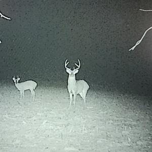 Photo #48 of 644 Campbell Crossing Road, Meherrin, VA 30.2 acres