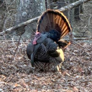 Wildlife on the property