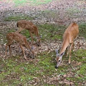 Photo #51 of 157 White Pine Court, Monroe, VA 5.1 acres