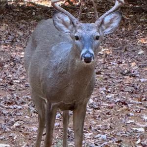 Photo #52 of 157 White Pine Court, Monroe, VA 5.1 acres