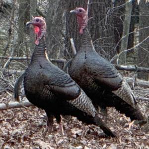 Photo #50 of 157 White Pine Court, Monroe, VA 5.1 acres