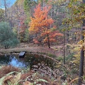 Photo #38 of 270 Little Cabin Road, Amherst, VA 11.5 acres