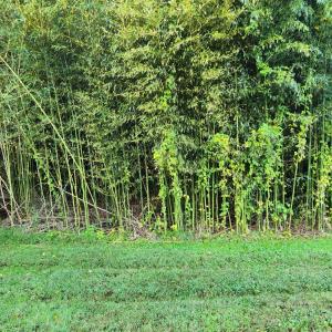 Photo #32 of 643 River Bottom Lane, Concord, VA 15.0 acres