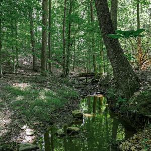 Photo #63 of 809 Plantation Road, Amherst, VA 45.6 acres