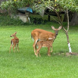 Photo #70 of 762 Timberlake Drive, Lynchburg, VA 1.2 acres