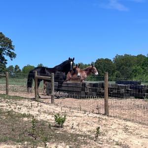 Photo #7 of 1 Whites Chapel Road, Phenix, VA 55.0 acres