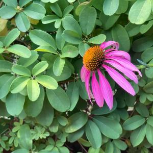 Photo #75 of 1099 Rising Star Drive, Bedford, VA 5.0 acres